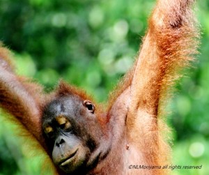 WPOrangutan 5 (640x537)
