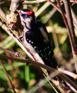 Downy Woodpecker