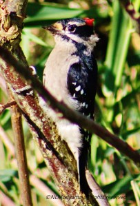 October 2013 at Serpentine Fen