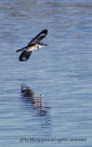 At Serpentine Fen - October 2013
