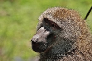baboon at lake Manyara