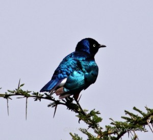 Starling
