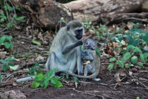 Vervet Monkeys
