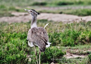 Kori Bustard