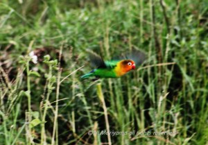 Lovebird in flight