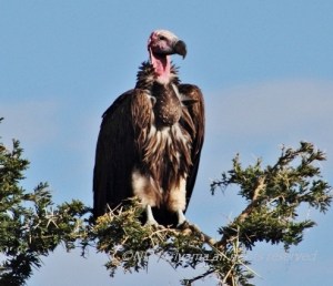 Lappet faced vulture