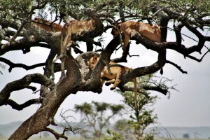 Lions sleeping in tree