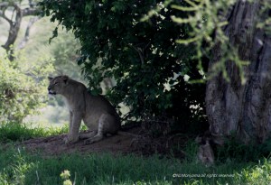 Lion = Simba in Swahili