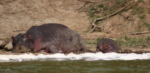 Hippos in the Kazinga Channel