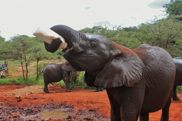 david-sheldrick-orphanage